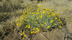 Baileya pleniradiata