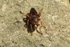 Teuchocnemis bacuntius