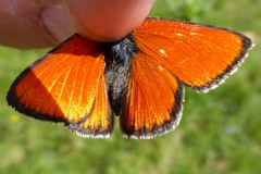 Lycaena hippothoe italica