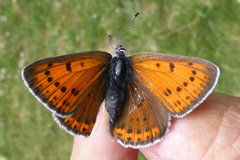Lycaena hippothoe italica