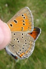 Lycaena hippothoe italica