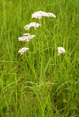 Valeriana alternifolia