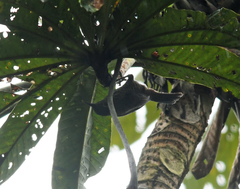 Campylorhynchus turdinus