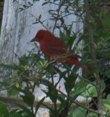 Piranga rubra image