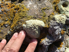 Protoparmeliopsis pinguis