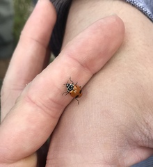 Hippodamia glacialis