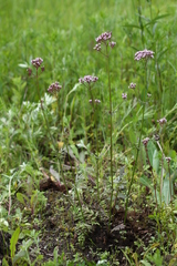 Valeriana alternifolia