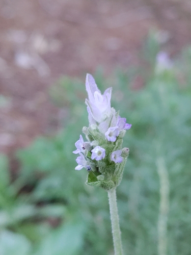 Foto de Lavanda