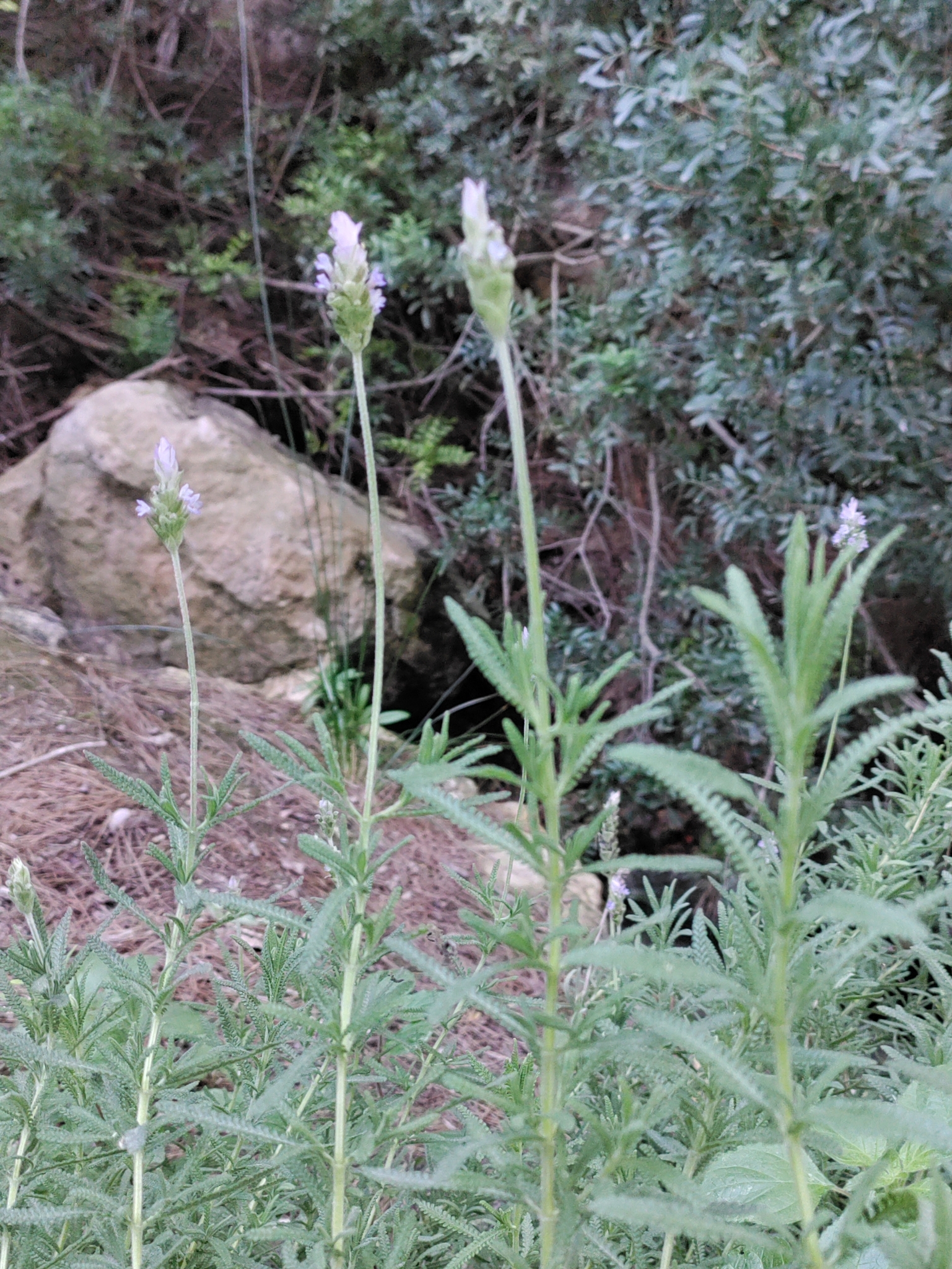 Imagem de Lavanda