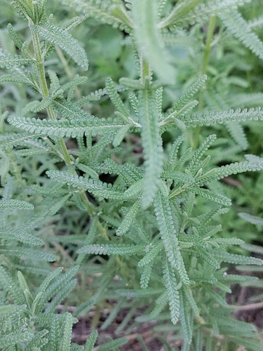 Foto de Lavanda