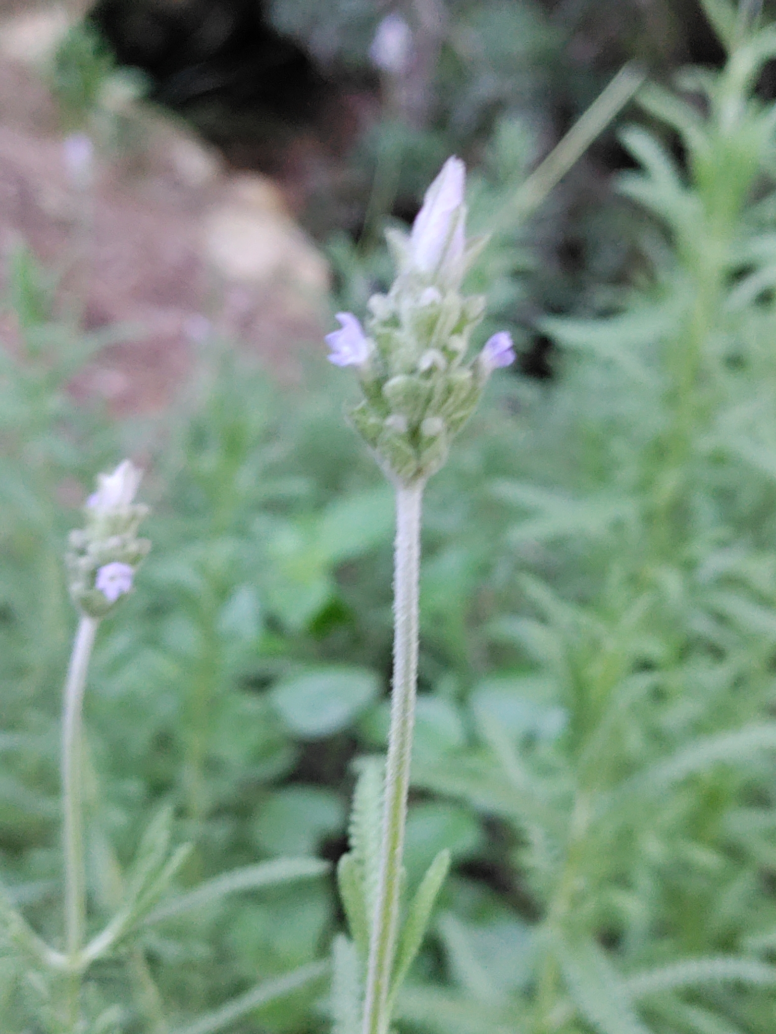 Imagem de Lavanda