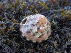 Calliostoma gloriosum
