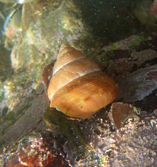 Calliostoma gloriosum