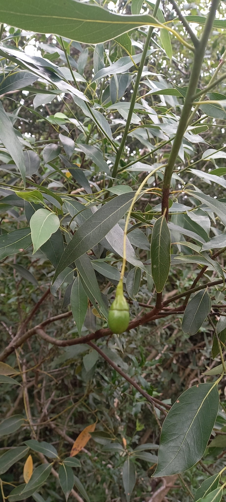 Imagem de Canela-sassafrás