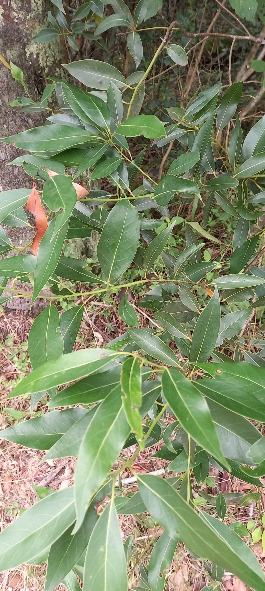 Imagem de Canela-sassafrás