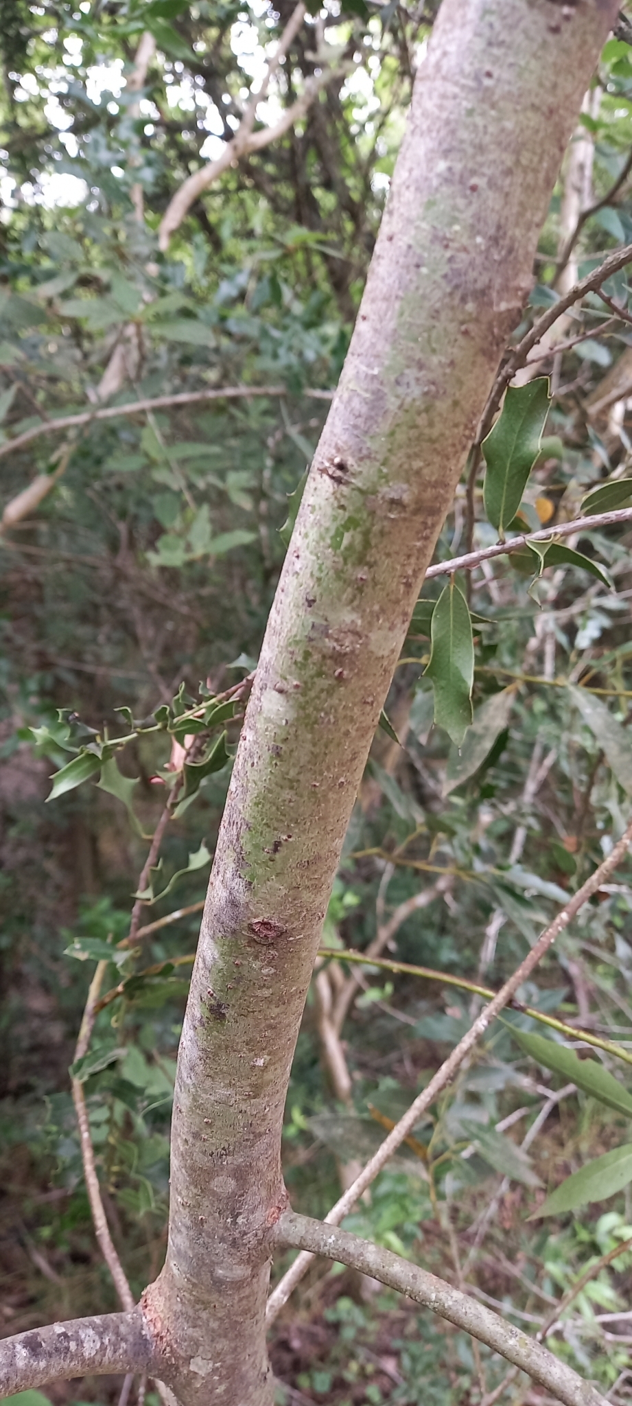 Imagem de Canela-sassafrás