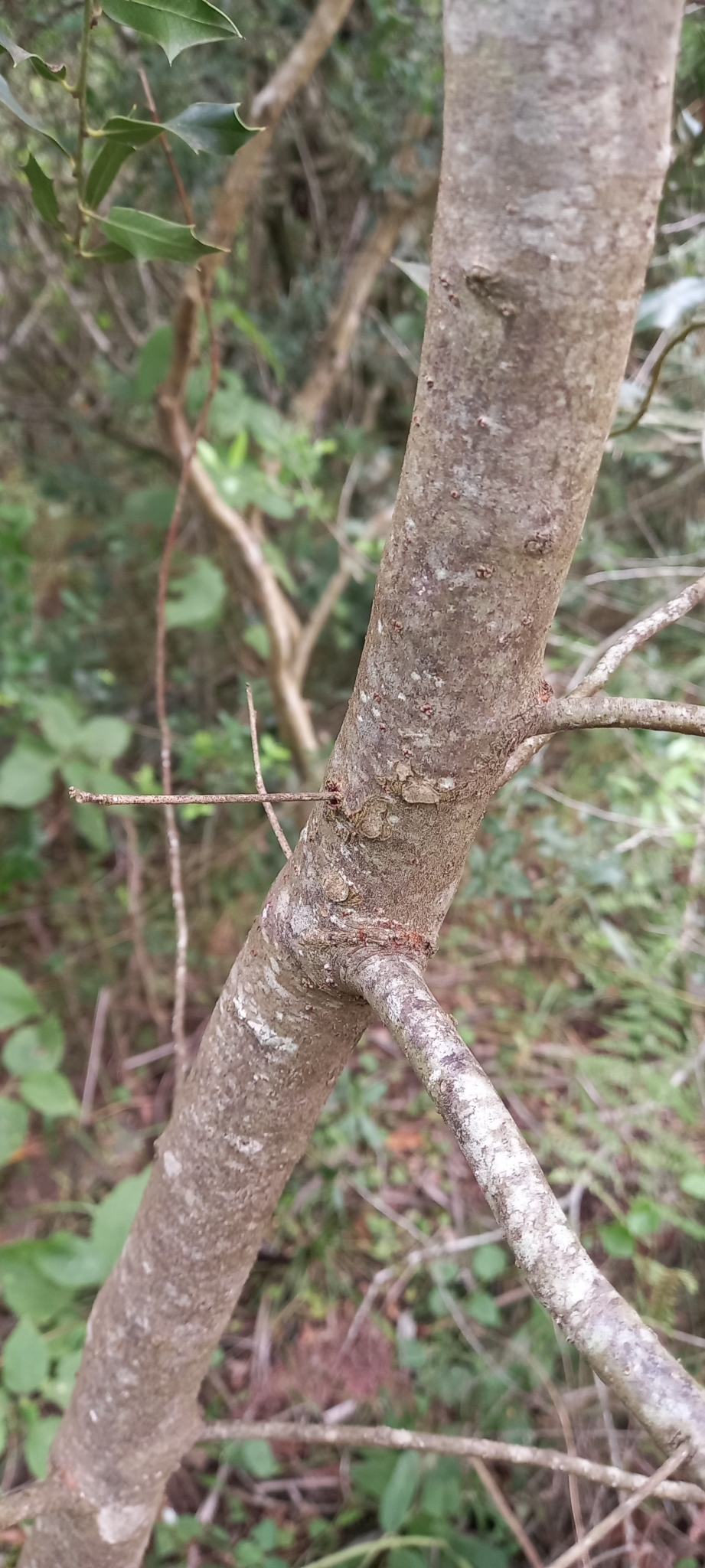Imagem de Canela-sassafrás