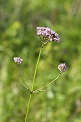 Valeriana alternifolia