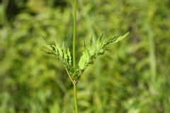 Valeriana alternifolia