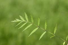 Valeriana alternifolia