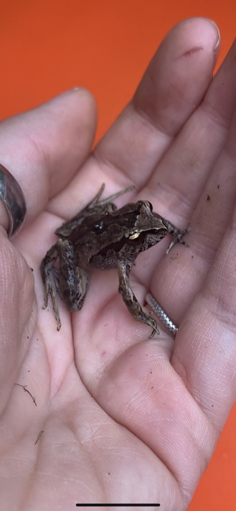 Eupsophus calcaratus (Günther, 1881)