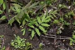 Valeriana alternifolia