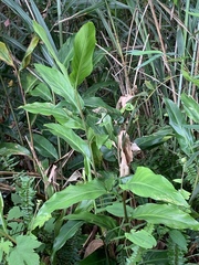 Alpinia formosana