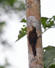 Dendrexetastes rufigula