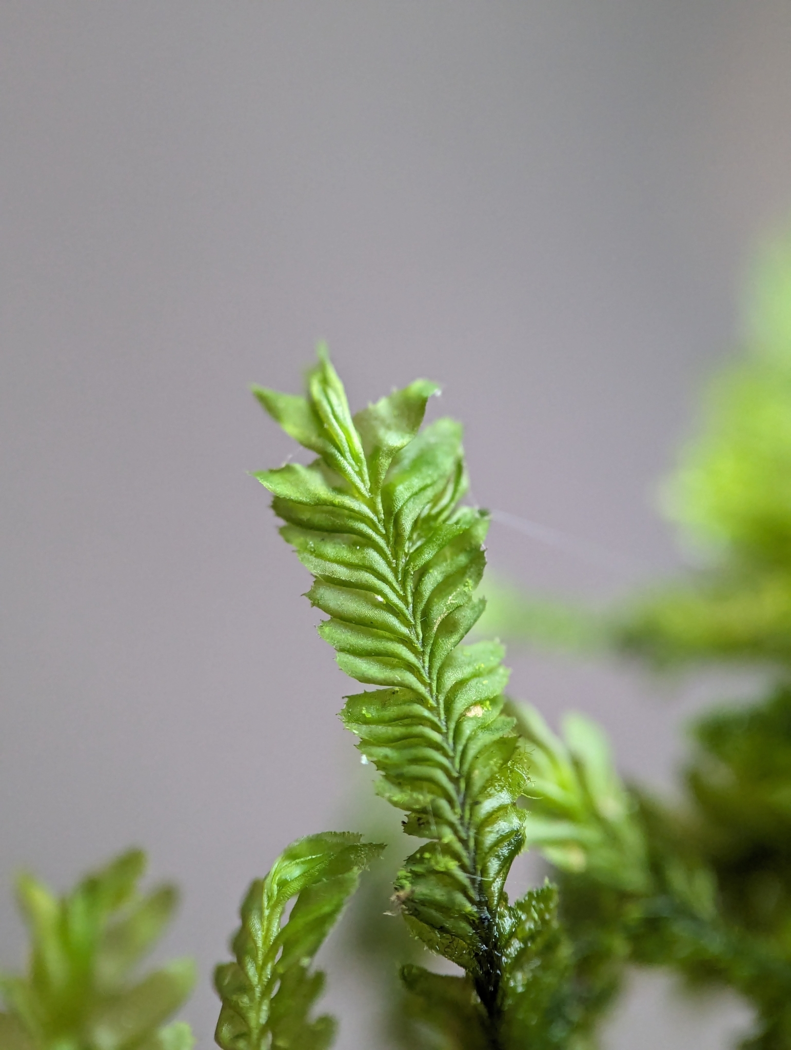 Plagiochila raddiana
