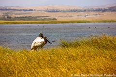 Jabiru photo 4