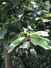 Elaeocarpus serratus