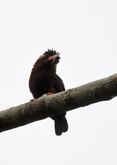 Galbalcyrhynchus leucotis