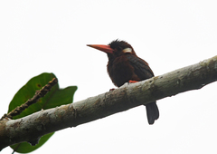 Galbalcyrhynchus leucotis