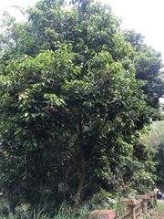 Elaeocarpus serratus