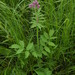 Valeriana amurensis - Photo (c) V.S. Volkotrub, some rights reserved (CC BY-NC), uploaded by V.S. Volkotrub