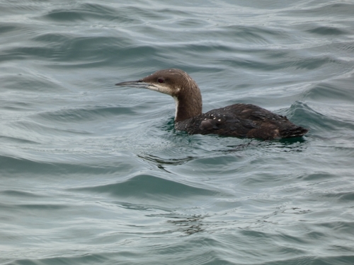 Pacific Loon