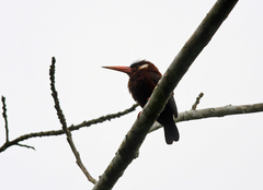 Galbalcyrhynchus leucotis