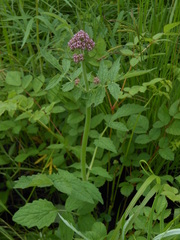 Valeriana amurensis
