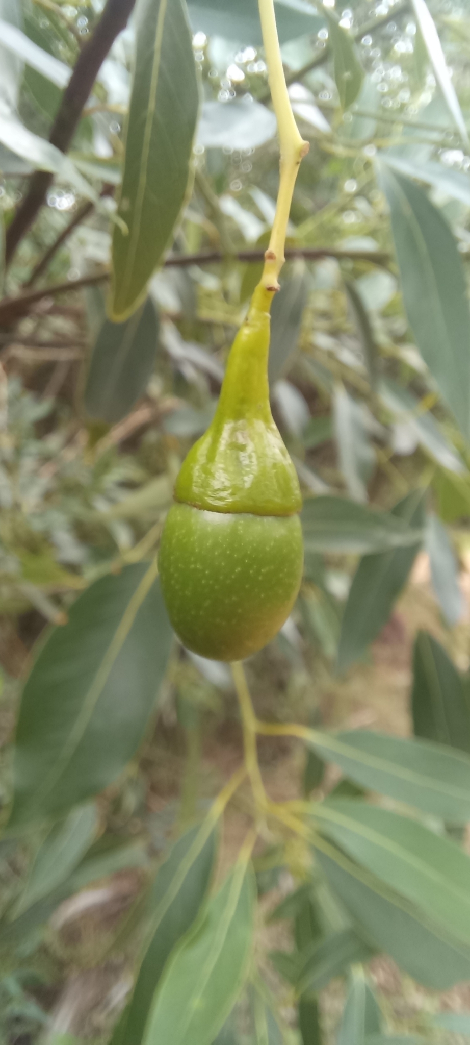 Imagem de Canela-sassafrás