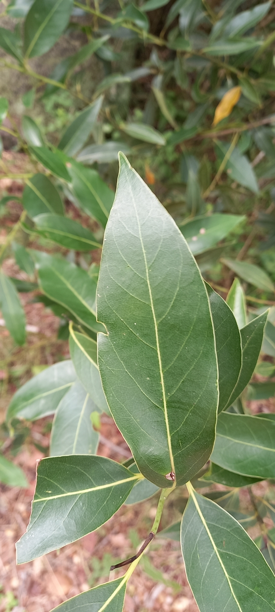 Imagem de Canela-sassafrás