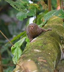 Cebuella pygmaea