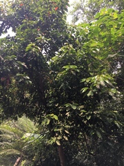 Elaeocarpus serratus