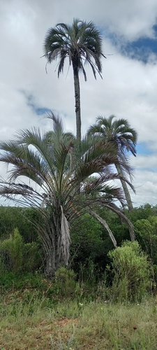 Foto de Butiá