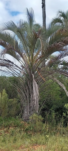 Foto de Butiá