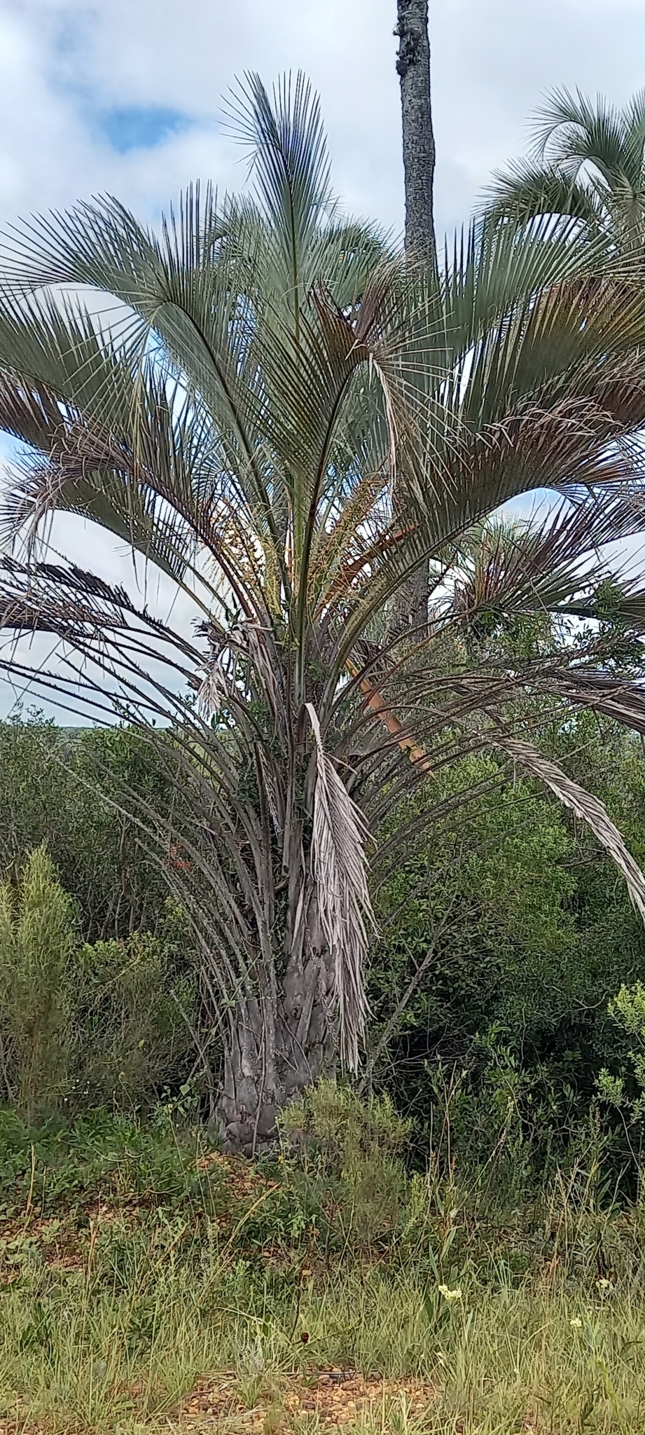 Imagem de Butiá