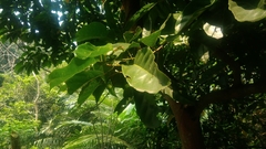 Elaeocarpus serratus