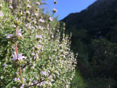 Salvia mellifera