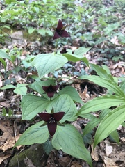 Trillium sulcatum