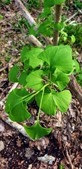 Ginkgo biloba