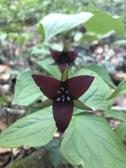Trillium sulcatum